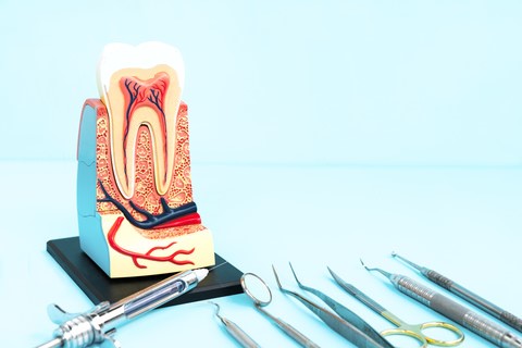 Nerves in a tooth and dental instruments