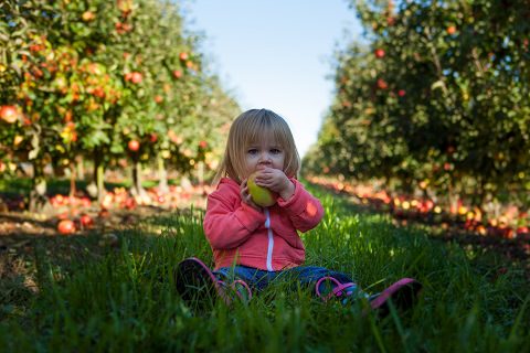 A toddler eating fruit