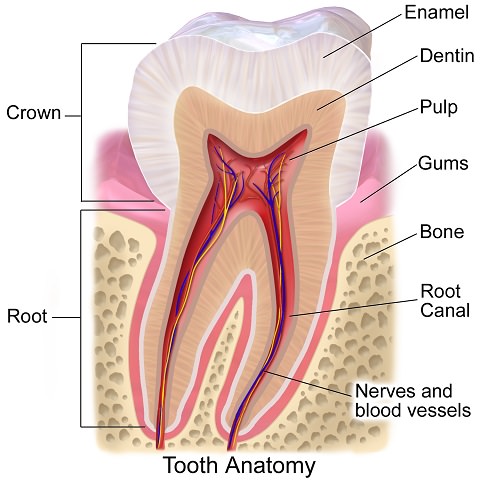 Tooth Anatomy