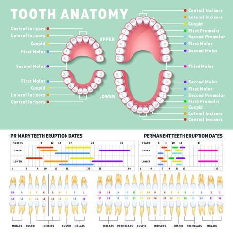 What to Do When Your Child Has a Loose Tooth | Dental Aware Australia